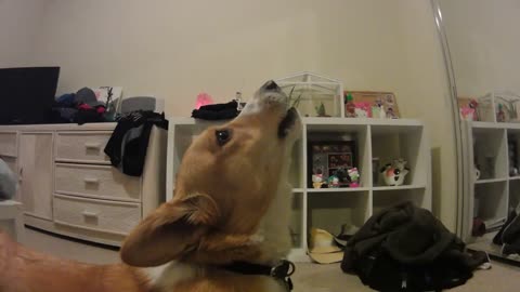 Corgi Howls Then Feels Awkward Afterward