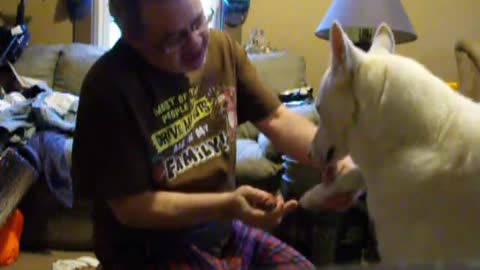Buen perro disfruta calmado de una manicura hecha por su dueño