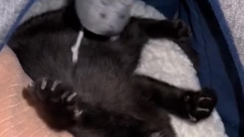 Would this black cat be frightened by a real mouse?