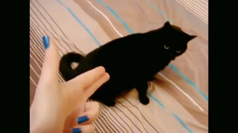 Cats vs Gun || Funny animals|| Animals playing dead on Finger shooting 😂 ||Funn animal reactions