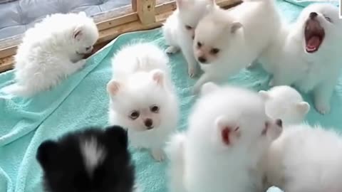 What a cute puppies!!!