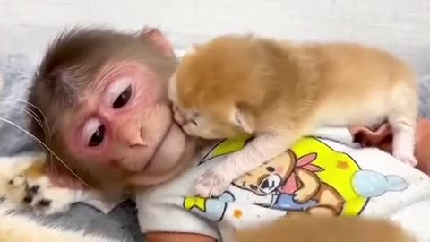 Funny Cat and Monkey