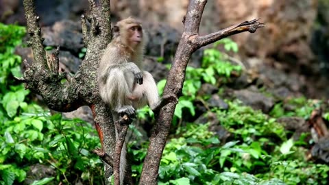 5 Amazing Facts About Monkeys You Need to Know!"