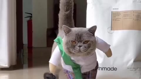 Miss beautiful pussy cat funny video. Try not to laugh