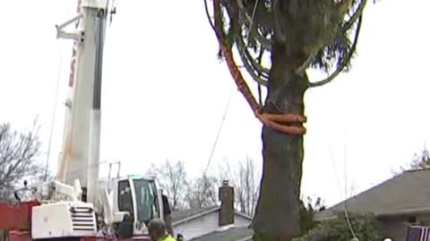 The Rockefeller Center #christmas Tree has been chosen and cut fo...