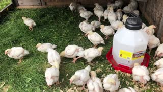 Best Way To Grow Organic Meat Chickens At Home