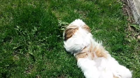 Rosie The Shihtzu And The Dandelions