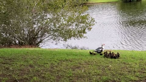 19 Muscovy babies at once!!!