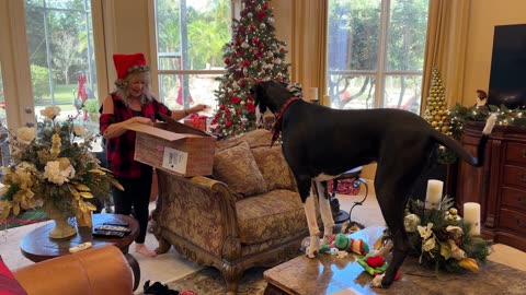 Cat & Great Danes Love Opening Christmas Gifts