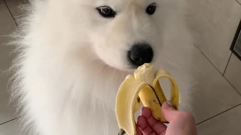 Dog Eating Banana his person