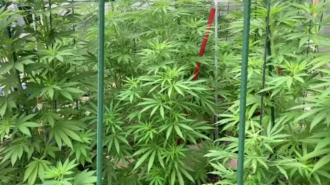 Derekhunterpodcast greenhouse pure Michigan marijuana August 9, 2021 Sunday