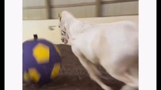 Horse having fun with a big ball ⚽️🐴
