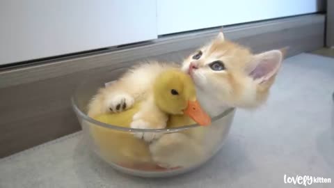Cat & duck friendship