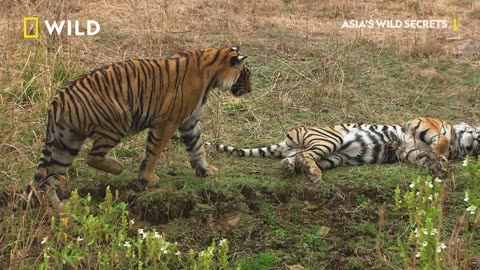 45 Horrific Tiger Hunting Moments That Will Give You the Chills - Wildlife Moments