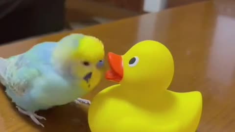 Clip bird funny videos