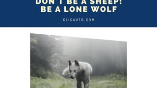 DON'T BE A SHEEP! BE A LONE WOLF.