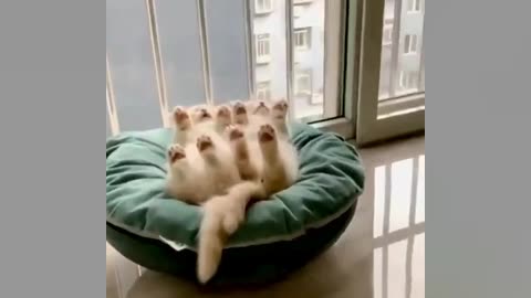 Cute kittens 💖