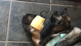 Dog’s failed attempt at the “cheese challenge”