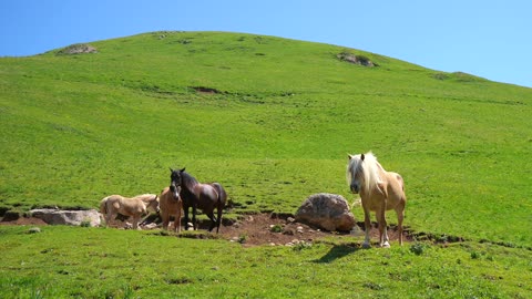 pasture foal animal