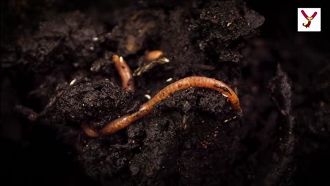 All about worms 20 facts