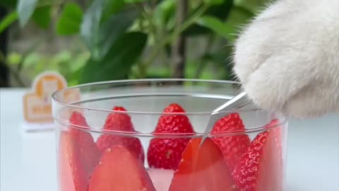 How To Make A Fresh Strawberry Cake?🍓😻 | Chef Cat Cooking #tiktok #Shorts