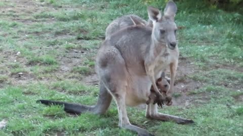 Rare Footage of Kangaroo Twins Chillin' in Pouch