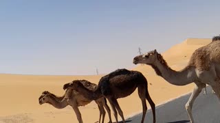 Camels in desert