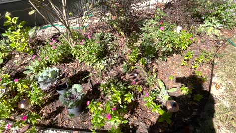 Weeding, dead annuals, pruning, and MORE weeds in my fall garden