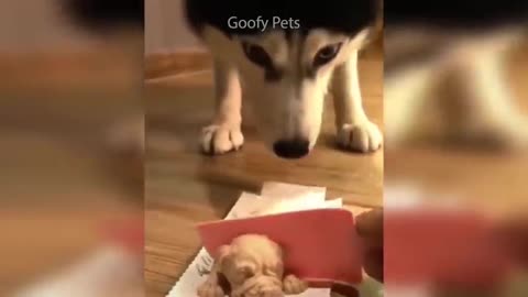 Cat Reaction to Cutting Cake - Funny Dog 2021