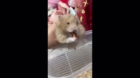 Hamster with its cheeks stuffed full of snacks in Liaoning
