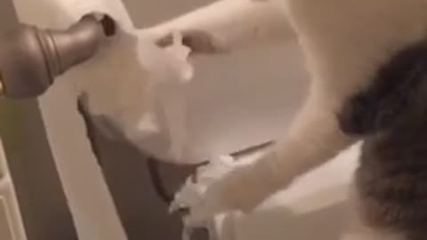 Cat Destroys Toilet Paper Roll, Then Rolls It Back Up!