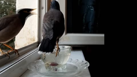 Funny bird drinks water from a vase!
