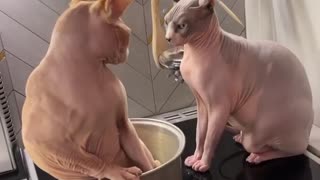 Sphynx Cat Slapped Off Stovetop