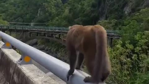 I hit the ass of a cute monkey?