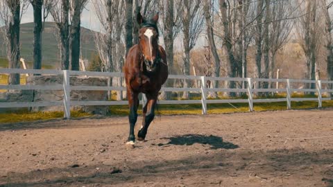 horse galloping around ranch