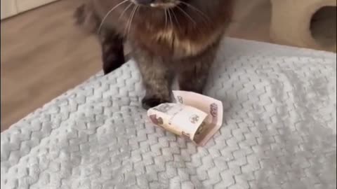 Funny Cats Robbing a Bank - #163 #catshorts #happycats #funnyvideo #котики