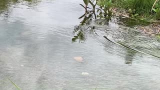 Massive Snake Slithers Through Neighborhood