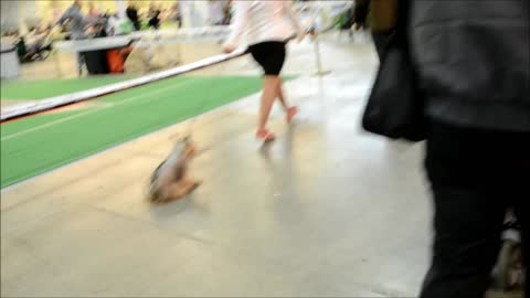 Oops. Dog scat in Dog Show