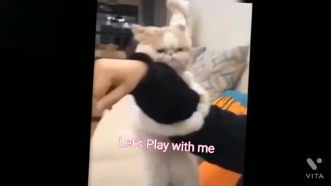 Cat pulling her owner to Play with him
