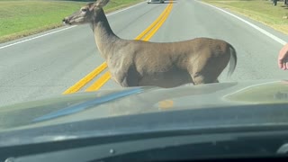 Friendly Deer Takes Her Time Crossing the Road
