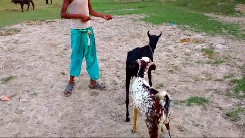 Goat meeting