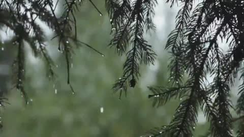 Rain in Forest with a Pinetree in front || Soothing Pictures