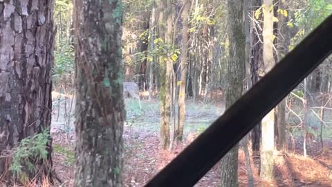 Whitetail Deer Can Be Sneaky