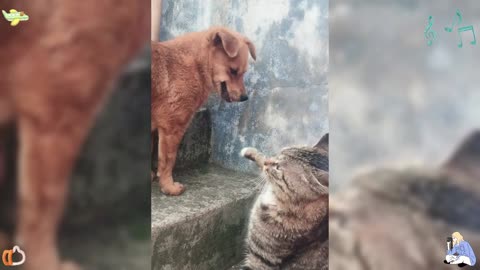 Silly Dog Daily # Stories of Cats and Dogs # Emotions between Animals