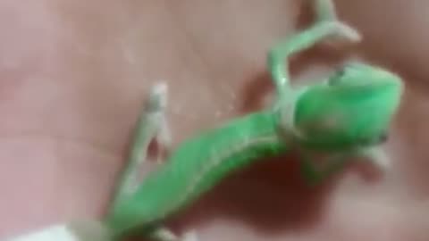 Baby chameleon changing colour