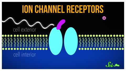 Explained: Optogenetics