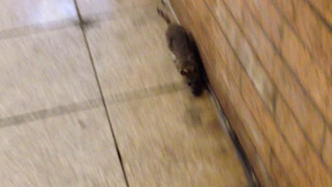 Rats on NYC subway