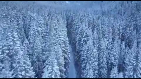 Beautiful forest Drone shot Nature Clips