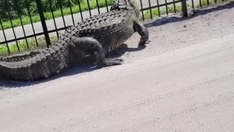 Giant alligator bends metal fence while forcing its way through