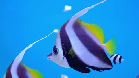 Colourful Aquarium 4K VIDEO (ULTRA HD) 🐠 Amazing Beautiful Fish - Piano Music 🎹